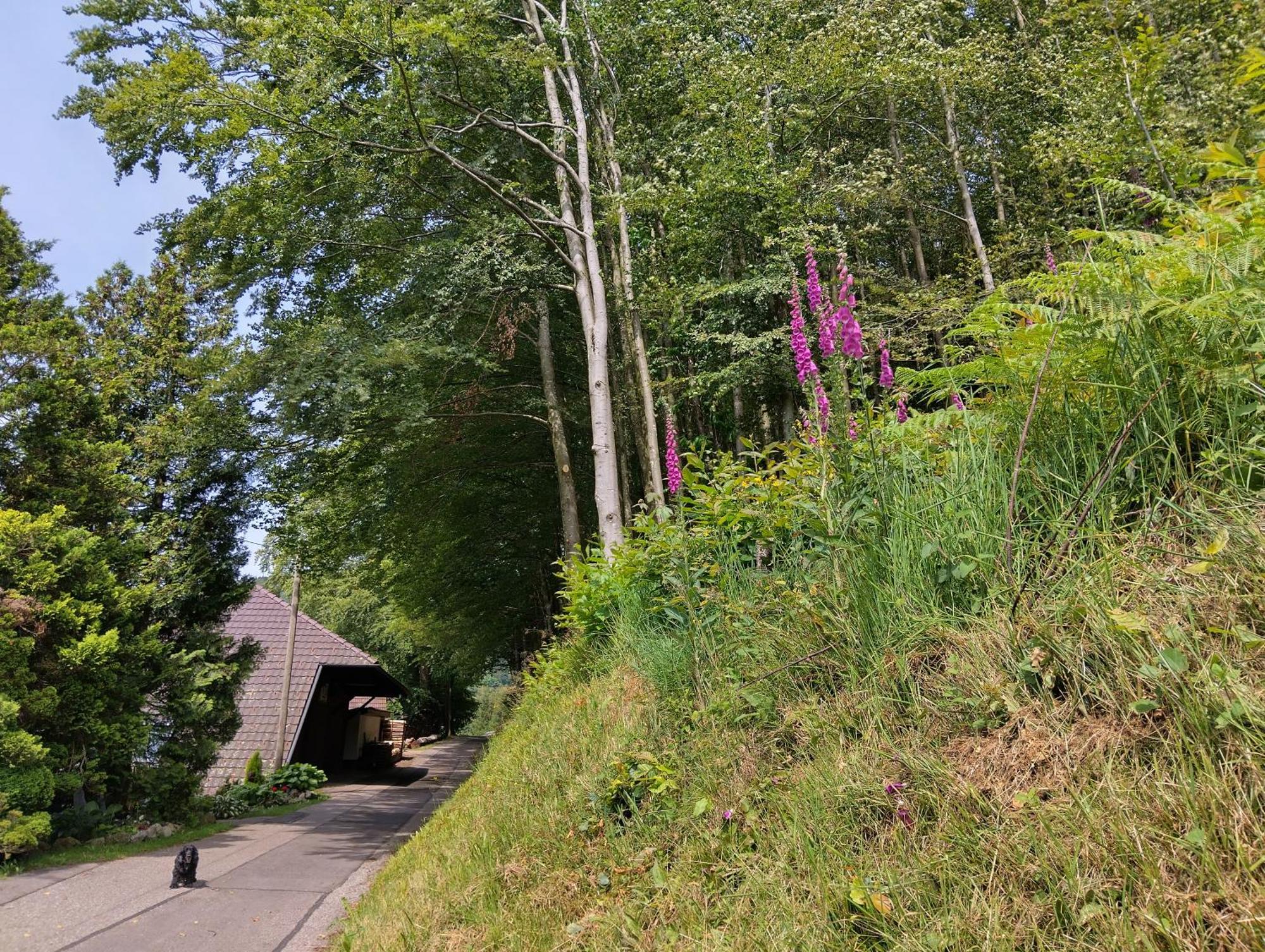 Haus "Guck - Ins - Tal" Apartment Sasbachwalden Luaran gambar